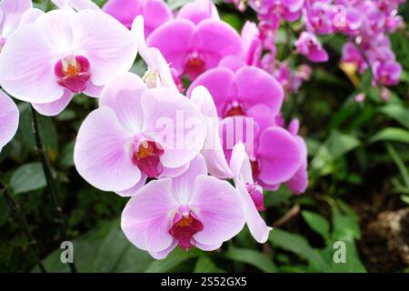 Orchid fiore in giardino Foto Stock