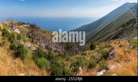 Estate Llogara vista passa a secco con alberi e thistle sul pendio (Albania) Foto Stock