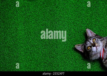 Giovane gatto pazzo sorpreso. faccia divertente da gattino Foto Stock