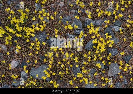 Mordere Stonecrop, Sedum acre Foto Stock