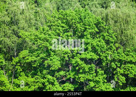 Al di sopra di vista della vecchia quercia in foresta verde illuminato dal sole nel giorno di estate Foto Stock