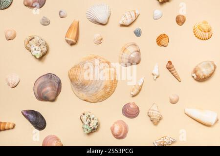 Collage dal secchi naturali conchiglie di mare sulla sabbia colore giallo carta pastello Foto Stock