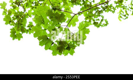 Verde naturale ramo del settore acero isolato su sfondo bianco Foto Stock