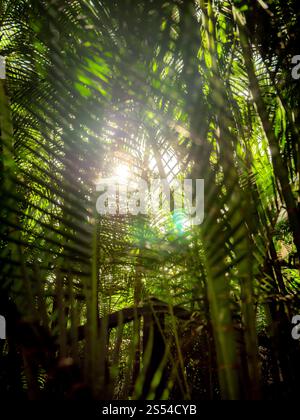 Foto astratte di un sole luminoso che splende attraverso le foglie di palma nella foresta pluviale tropicale. Immagine astratta di un sole luminoso che splende attraverso le foglie di palma Foto Stock