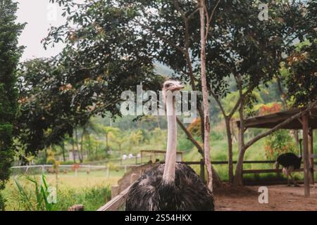 Ritratto di uno struzzo enorme che vive in un allevamento di struzzi in montagna in natura Foto Stock