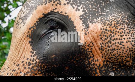 Foto ravvicinata di lacrime che cadono dagli occhi degli elefanti indiani. Concetto di emozioni animali e trattamento crudele. Immagine ravvicinata di lacrime che cadono dall'indiano Foto Stock