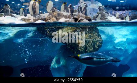 Foto subacquea di immersione dei pinguini e nuoto accanto al grande iceberg in un oceano freddo. Foto Stock