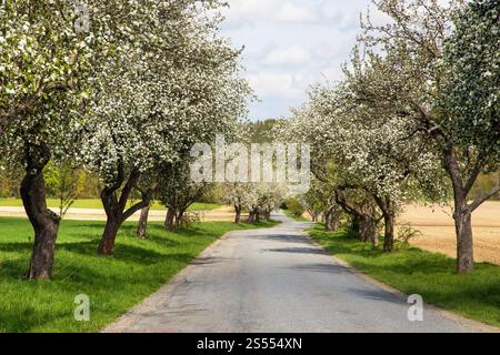vista in primavera della strada e di un viale fiorito di alberi di mele Foto Stock