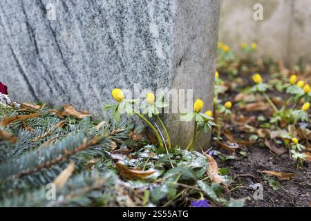 Aconite invernale in fiore (Eranthis hyemalis) su una lapide, il cimitero di Riesa, Sassonia, Germania, Europa Foto Stock