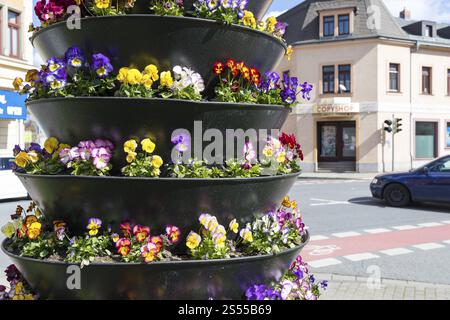 Piantare con le pansie (viola) in un vaso di fiori a cascata, Coswig, Sassonia, Germania, Europa Foto Stock