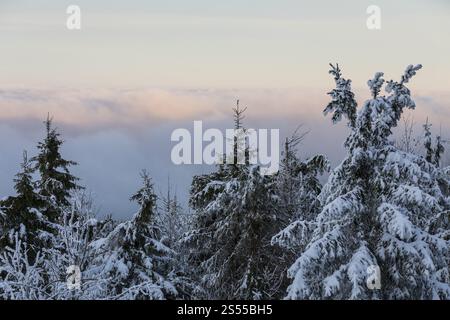 Vista del mare di nebbia sui monti ore alla luce della sera, foresta invernale innevata su Auersberg, Eibenstock, Sassonia, Germania, Europa Foto Stock