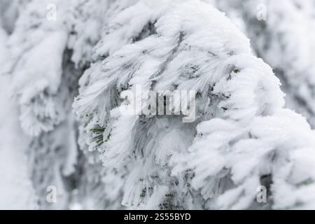 Ramo di abete rosso con il rangiolo formato dal vento, incantato foresta invernale a Czorneboh, alta Lusazia, Sassonia, Germania, Europa Foto Stock