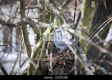 Piccione di legno (Columba palumbus) seduto su un nido, Coswig, Sassonia, Germania, Europa Foto Stock