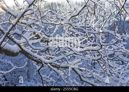 Neve fresca sui rami di un albero, Scharfenberg, Klipphausen, Sassonia, Germania, Europa Foto Stock