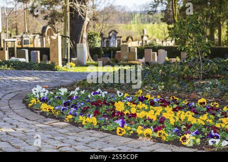 Piantare con pansie (viola) ai margini del sentiero, tombe sullo sfondo, primavera al Trinitatisfriedhof Riesa, Sassonia, Germania, Europa Foto Stock