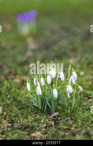 Goccia di neve (Galanthus) in fiore Foto Stock