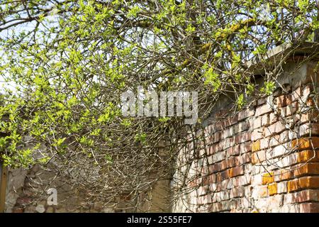 Rami ricoperti di Sambucus nigra (Sambucus nigra) con foglie fresche, che crescono su un muro, Dresda, Sassonia, Germania, Europa Foto Stock