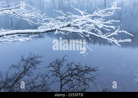 Ramo appena innevato che si riflette nelle acque dello Spitzgrundteich, Friedewald, Coswig, Sassonia, Germania, Europa Foto Stock