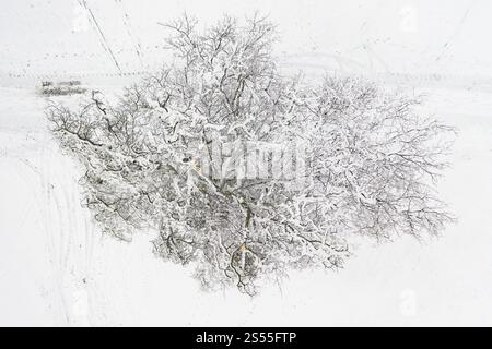 Un unico albero innevato, dall'alto diventano visibili i rami feriti dalla rottura della neve, vicino a Oederan, Sassonia, Germania, Europa Foto Stock