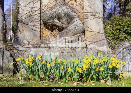 Daffodils (narcissus) blooming on a grave with a gravestone, spring at the Trinitatisfriedhof Riesa, Saxony, Germany, Europe Foto Stock