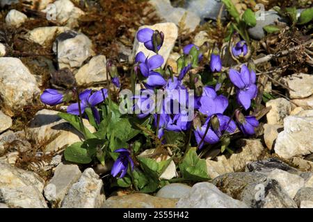 Viola di legno, viola odorata, viola di marzo Foto Stock