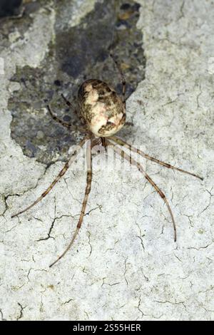 Metellina segmentata, Lesser Garden Spider, Autumn Spider Foto Stock
