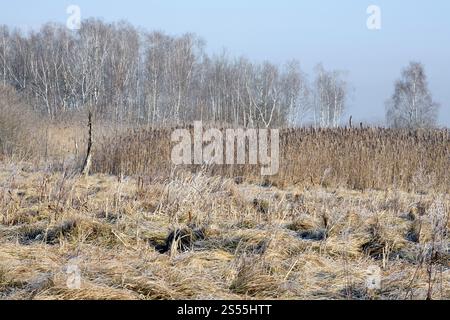 Foresta paludosa di betulle e grosse canne di cespuglio nel fiume Foto Stock