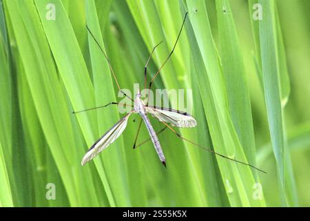 Tipula paludosa, serpente Meadow, Crane Fly Foto Stock