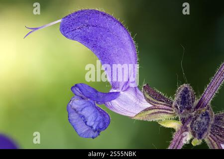 Meadow sage, Salvia pratensis, Meadow Clary Foto Stock