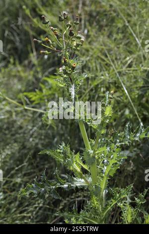 Cardo di Sow con frange affilate, Sonchus asper, Cardo di Sow spinoso Foto Stock