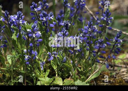 Erba da latte comune, Polygala vulgaris, erba da latte comune Foto Stock