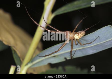 Ragno giardino minore, ragno autunnale, Metellina segmentata Foto Stock