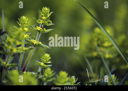 Cannuccia liscia, Cruciata laevipes, Cruciata laevipes Foto Stock