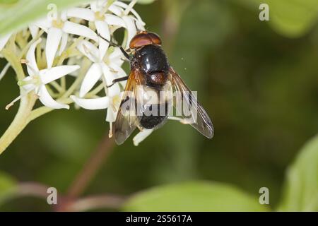 Volucella pellucens, Pellucid Fly Foto Stock