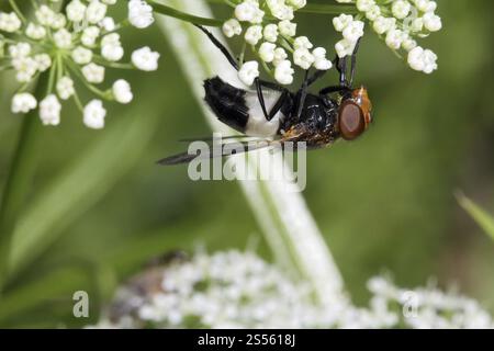 Volucella pellucens, Pellucid Fly, pellucid fly Foto Stock