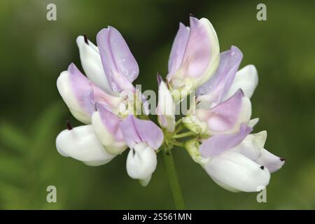 Vecca a corona viola, Securigera varia, veccia variegata Foto Stock