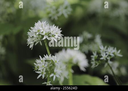 Aglio selvatico, ramson, buckram, Allium ursinum, aglio selvatico Foto Stock