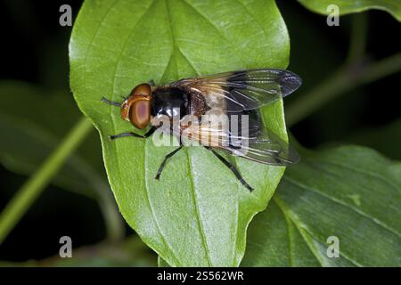 Volucella pellucens, Pellucid Fly, Hover Fly Foto Stock