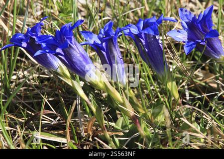 Stemless Genzian, Clusius Genzian, Stemless Genzian Foto Stock