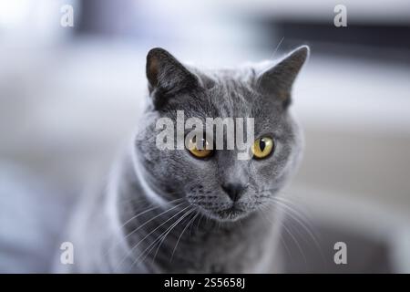 Gatto grigio, gatto certosino, primo piano con espressione seria e occhi gialli, Colonia, Renania settentrionale-Vestfalia, Germania, Europa Foto Stock