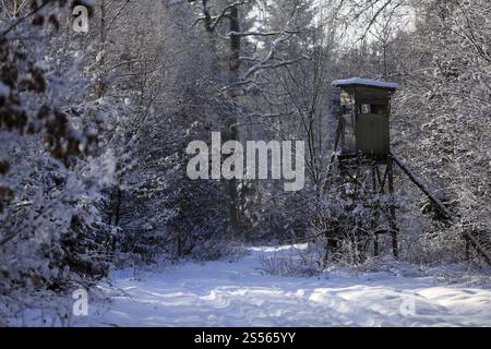 Posto alto in una foresta invernale, Baviera Foto Stock