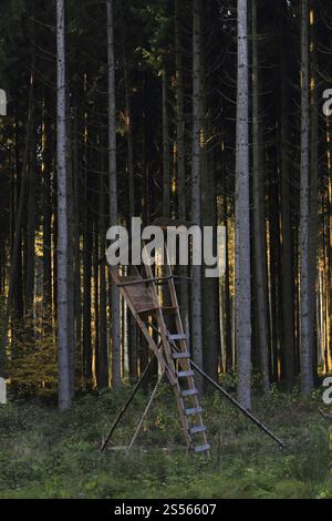 Posto alto in una foresta di abeti rossi, Baviera Foto Stock