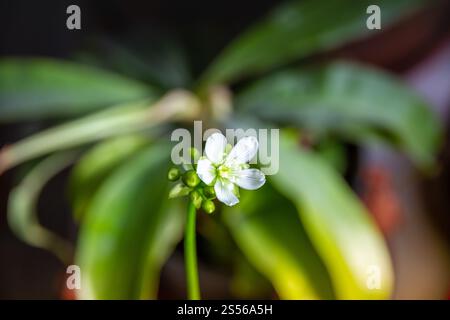 Venere flytrap fiore di pianta carnivora. Vista ravvicinata di Dionaea muscipula. Vista ravvicinata del fiore della pianta carnivora di Venere flytrap Foto Stock
