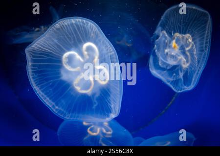 Meduse comuni, Aurelia aurita, vista ravvicinata sottomarina. Vista ravvicinata sottomarina delle meduse comuni Foto Stock