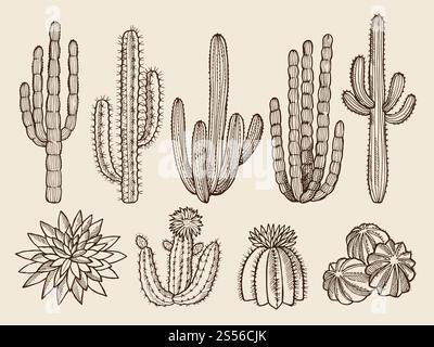Disegnare illustrazioni disegnate a mano di cactus e varie piante selvatiche. Natura di Cactus del vettore botanico grafico impostato. Disegnare illustrazioni disegnate a mano di cactus e varie piante selvatiche Illustrazione Vettoriale