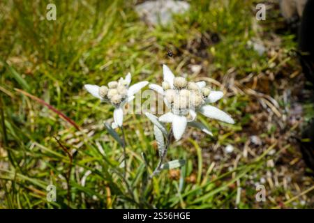 Vista ravvicinata dei fiori della stella alpina nel Parco nazionale della Vanoise, Francia. Fiori della stella alpina nel Parco nazionale della Vanoise, Francia Foto Stock