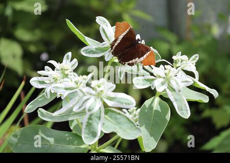 arancio, ocra, marrone scuro, farfalla bianca su foglie verdi con bordi bianchi Foto Stock