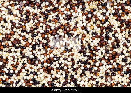 cibo di fondo - miscela di grani di quinoa Foto Stock