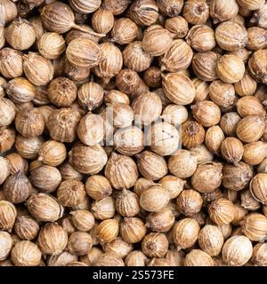 fondo di cibo quadrato - semi di coriandolo asciugati primo piano Foto Stock