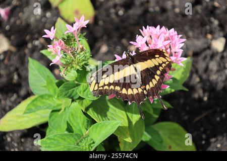 primo piano farfalla marrone e giallo chiaro su foglie verde chiaro Foto Stock